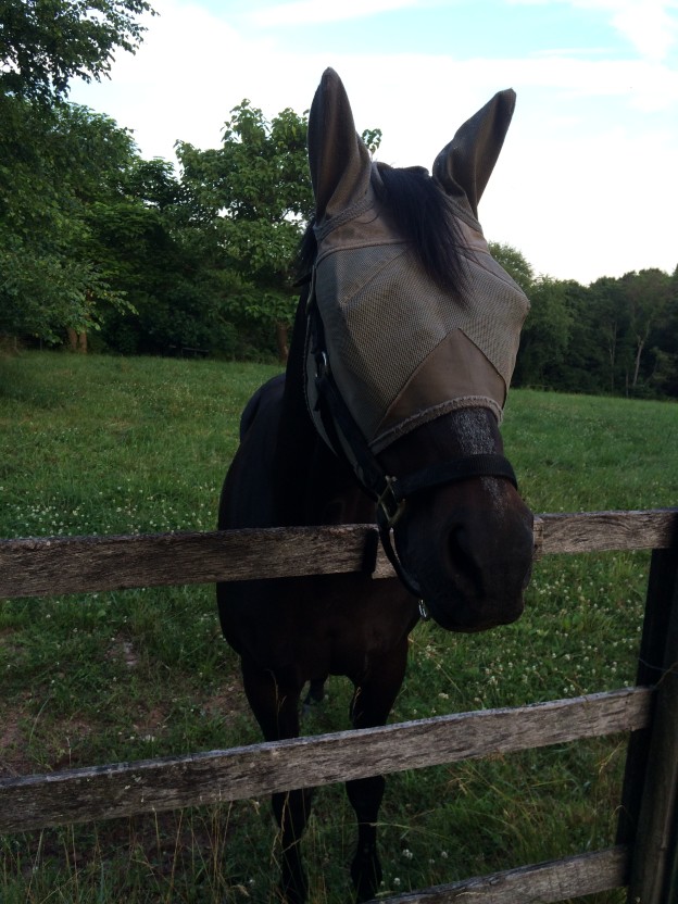Boarding | AK Stables, LLC